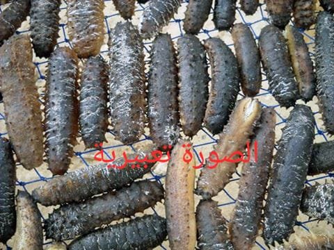 ضربة صحيحة..السلطات المينائية تقتفي أثر مهربي خيار البحر بميناء العيون..وهذا ماحجزته…