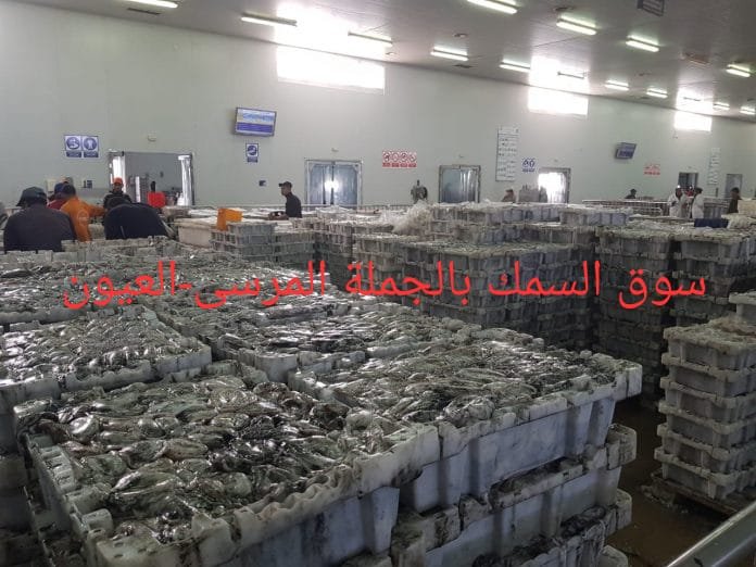 العيون..283 طن حجم مفرغات مراكب الجر من الأخطبوط بعد عودتها من مصيدة التهيئة،التفاااصيييل