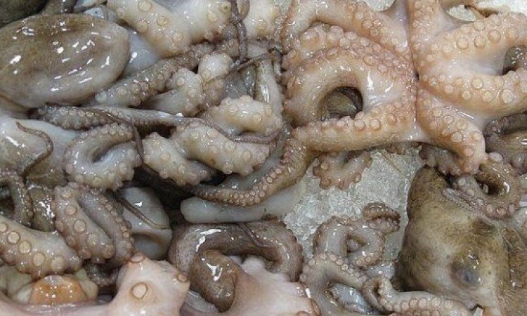 طانطان .. تسجيل تحسن على مستوى تفريغ الأخطبوط بالميناء