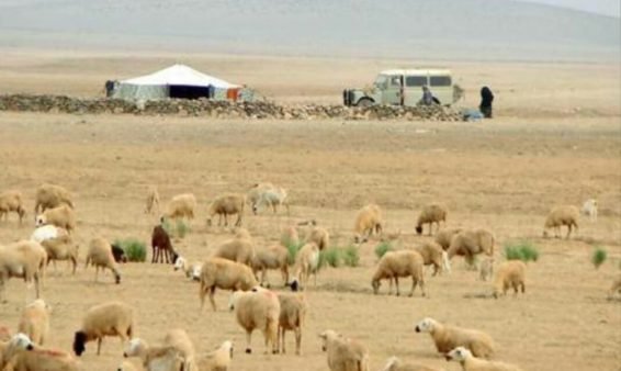 تزنيت .. تدابير و إجراءات جديدة لتقنين الترحال الرعوي بالإقليم