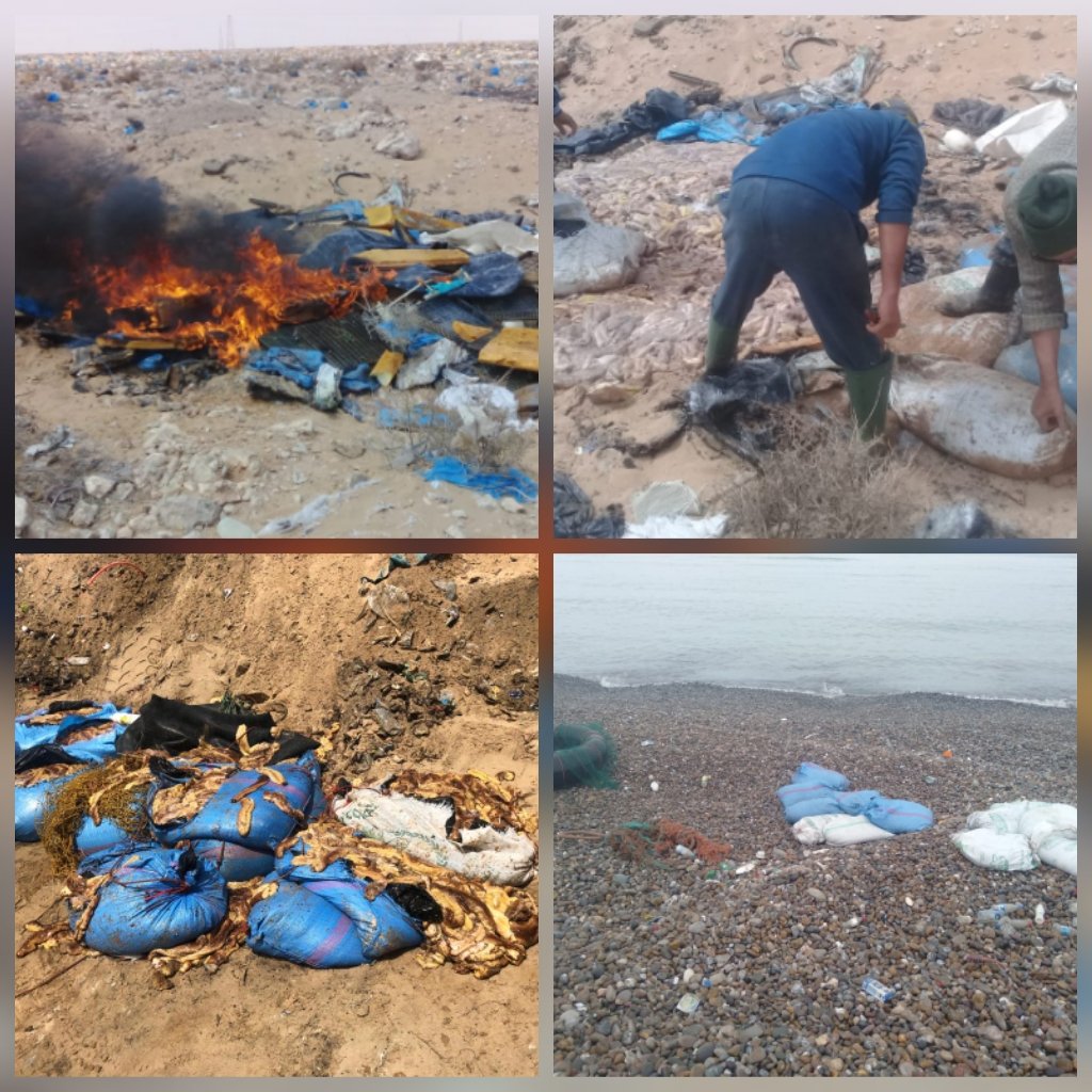 والو مبغاوش يتفاكو.. غير هاذ الصباح لمخازنية شدو كميات كبيرة من خيار البحر نواحي المرسى/العيون…