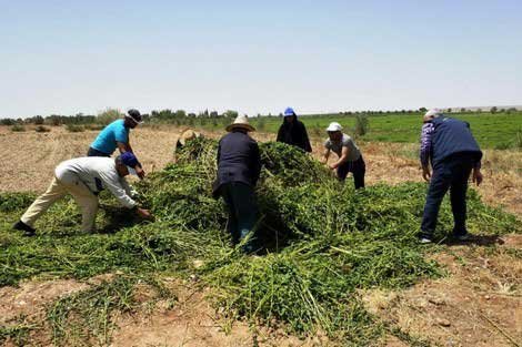 ONSSA تشرع في إتلاف حقول النعناع الملوثة
