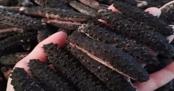 الداخلة.. حجز كميات كبيرة من خيار البحر *فياغرا البحر*