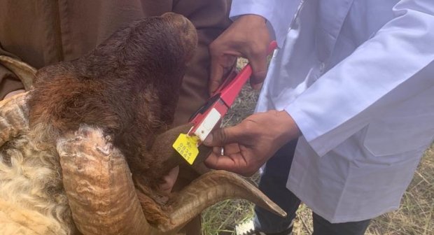 أزيد من أربعة ملايين ونصف مليون رأس من الأغنام والماعز تم ترقيمها بحلقة العيد
