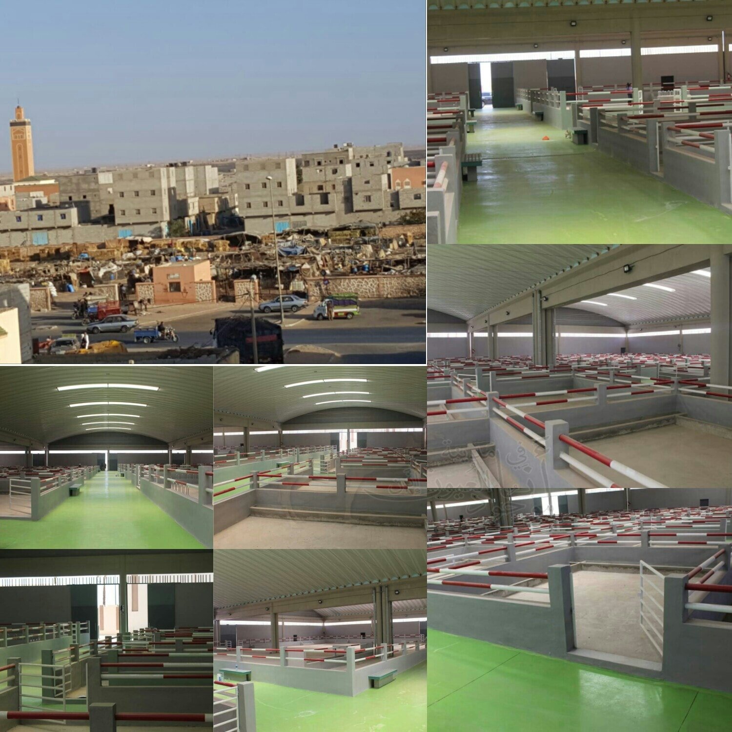 بمواصفات دولية  المجلس البلدي يشيد اكبر سوق للماشية بجهة العيون الساقية الحمراء