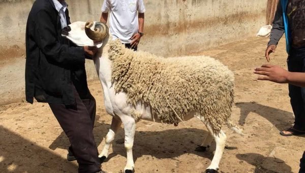 سار للموظفين المغاربة.. هذه أيام عطلة عيد الأضحى المبارك