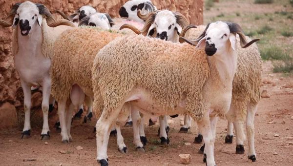 عاجل.. دول عربية تعلن رسميا عن أول أيام عيد الأضحى