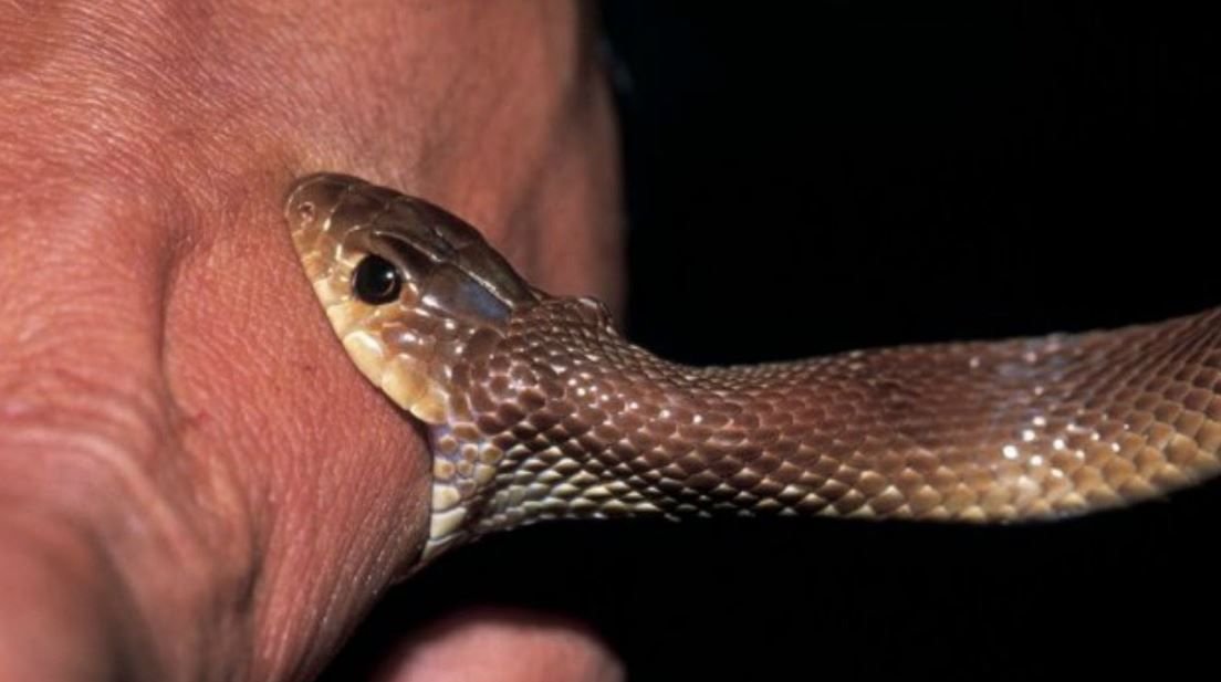 لدغة أفعى ترسل طفلا لمستعجلات مستشفى السمارة