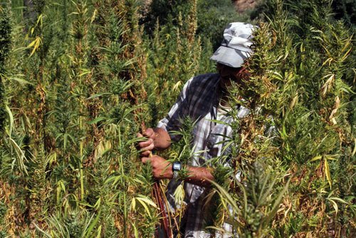 الدرك الملكي يحجز 11 طن من الكيف بضواحي وزان