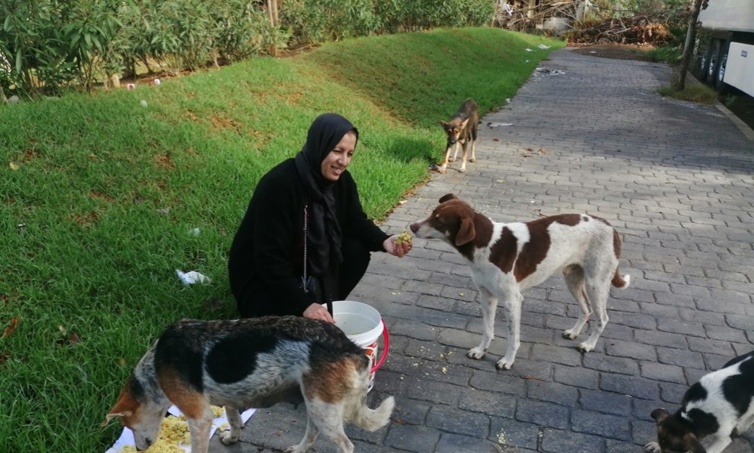 أوقفوا قتل الكلاب في المغرب.. حملة تضامنية تتصاعد في المملكة