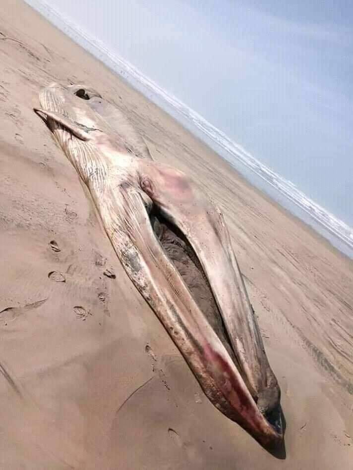 الشاطئ الأبيض يلفظ حوتا ضخما من نوع ”كاكا” في ظروف غامضة