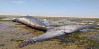 طرفاية : شاطئ ” البليبيلات” يلفظ حوت ضخم نافق