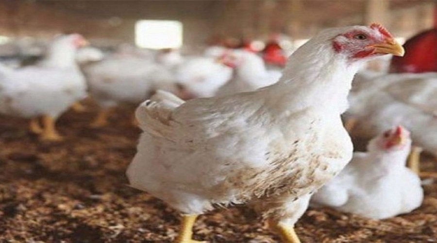 مربو الدواجن يستنجدون بالحكومة في ظل تداعيات جائحة كورونا