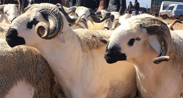 استعدادا لعيد الأضحى…تأطير الفلاحين ومربي الماشية من أجل الالتزام بشروط الوقاية والسلامة الصحيـة