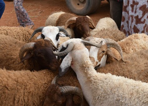 فلكياً.. هذا هو موعد عيد الأضحى المبارك