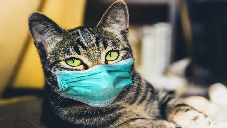 بريطانيا تسجل أول حالة لإصابة قط منزلي بفيروس كورونا في أراضيها