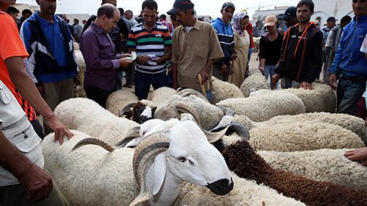 كوفيد-19.. إغلاق سبعة أسواق للماشية عبر تراب المملكة لعدم التزامها بالإجراءات الصحية المطلوبة