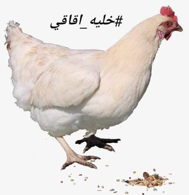 رواد ”السوشل ميديا” بالمغرب.. يطلقون هاشتاغ ”خليه يقاقي” للإرتفاع سعر ”الدجاج”