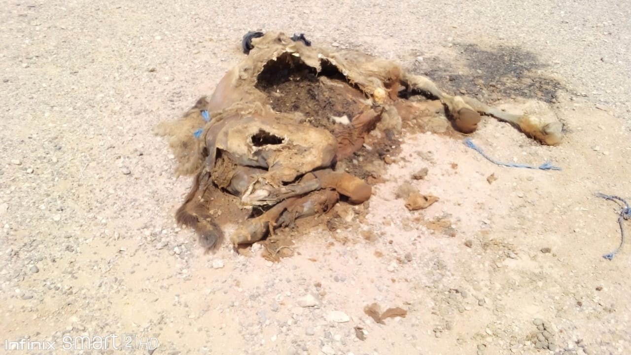 نفوق الإبل بالصحراء .. كارثة تستنفر الكسابة وتُسائل الوزارة الوصية