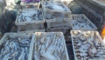 إحباط محاولة تهريب أسماك محشوة بالمخدرات بميناء أكادير