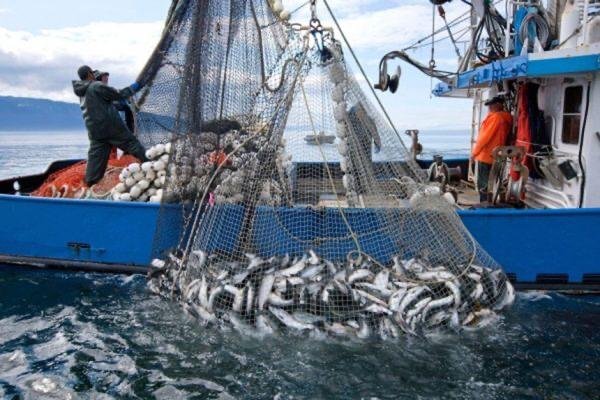 ارتفاع ”منتوجات الصيد”بنسبة 51 في المائة بميناء آسفي.