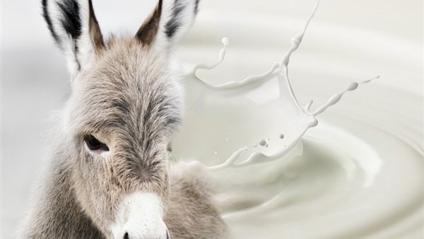 ما سر استخدام لبن الحمير لنضارة البشرة؟