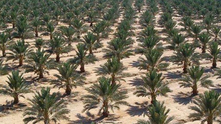 تنمية الواحات: إنتاج قياسي بلغ 149 ألف طن سنة 2020.
