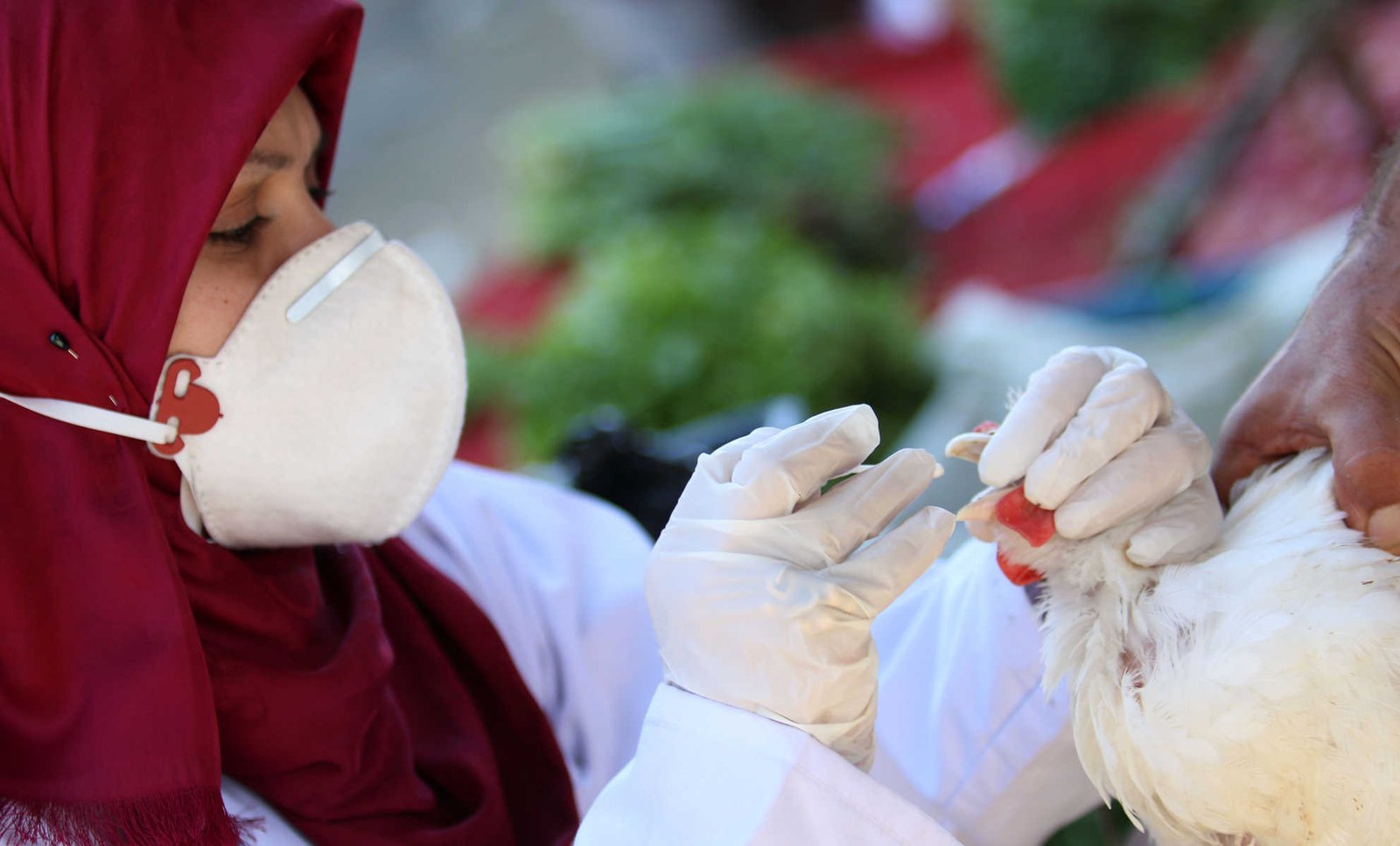 العراق.. انفلوانزا الطيور تكبد المزارعين خسائر فادحة