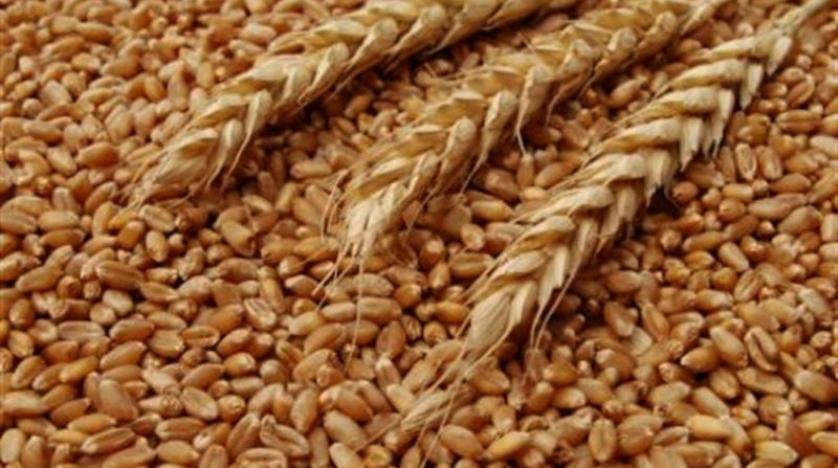 أوكرانيا تصبح ثاني أكبر مصدر للحبوب بمختلف أنواعها في العالم