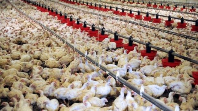 انخفاض أسعار “الدجاج” وسط غياب “العراسات” وانعدام الإقبال
