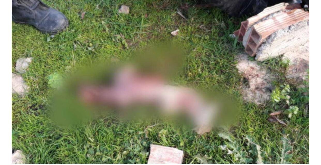 صادم.. أم ترمي مولودها بمقبرة وتأتي الكلاب الضالة لتنهش لحم الطفل وتمزقه (صور)