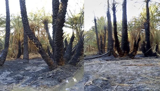 الراشيدية..حريق مهول بواحة اوفوس أدى إلى خسائر كبيرة
