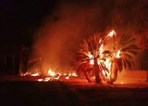 عاجل.. حريق مهول يلتهم أشجار نخيل بمراكش