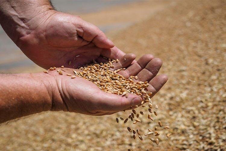 قمح مخلوط ببذور سامة لإطعام الجزائريين!