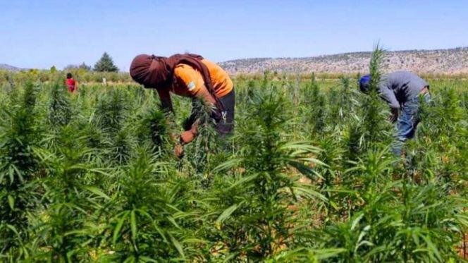 هذا ما قرّرته حكومة العثماني بخصوص مشروع قانون الاستعمالات المشروعة للقنب الهندي