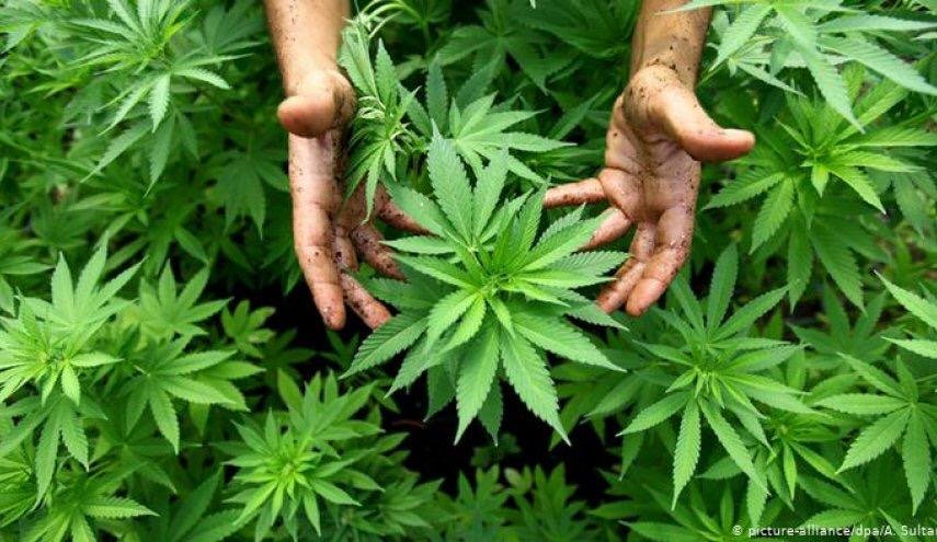 الاستعمال الطبي للقنب الهندي.. توجه عالمي حثيث وفرص واعدة للمغرب