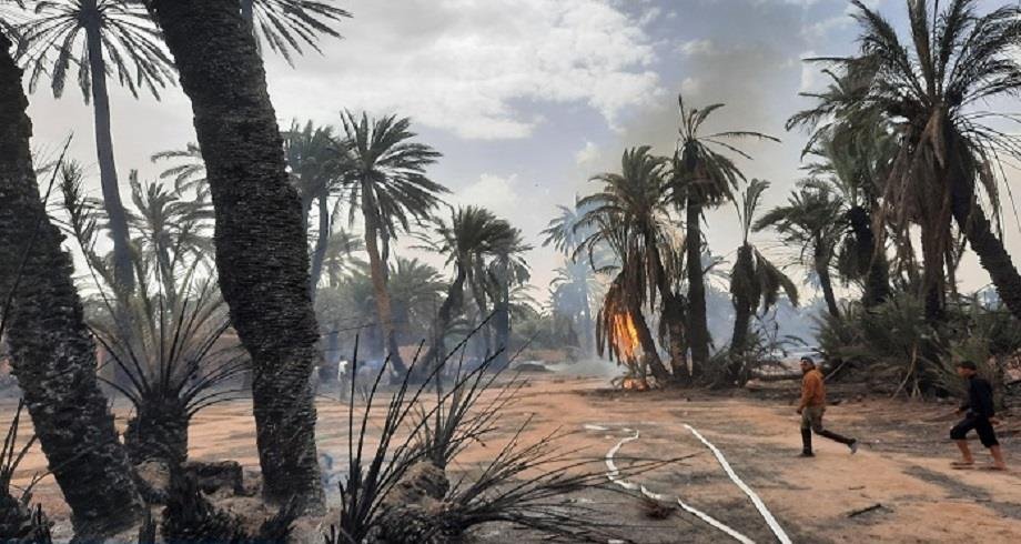 كلميم.. حريق يأتي على عدد كبير من النخيل بواحة بتيغمرت