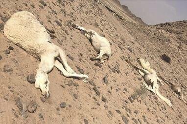 صاعقة تقتل إبلاً وأغناماً بمنطقة العرگوب بالداخلة !