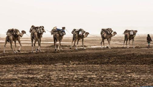 التلفزيون الإسباني يحتفي بحياة الرحل وتنقلاتهم في الصحراء المغربية
