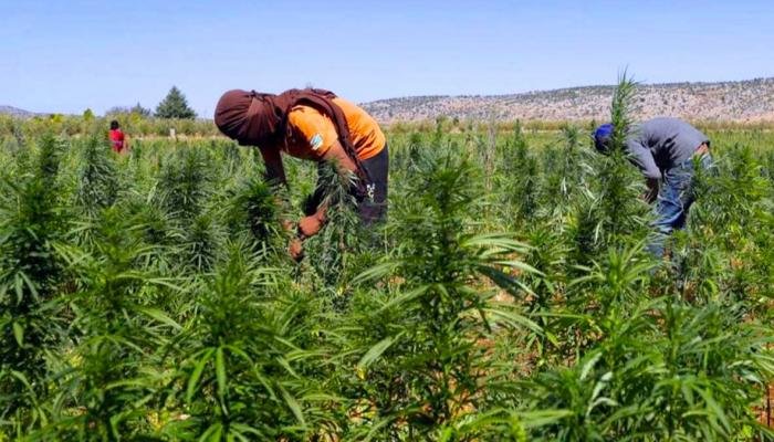 مطالب بتراخيص استثنائية لتوسيع رقعة زراعة القنب الهندي بالشمال