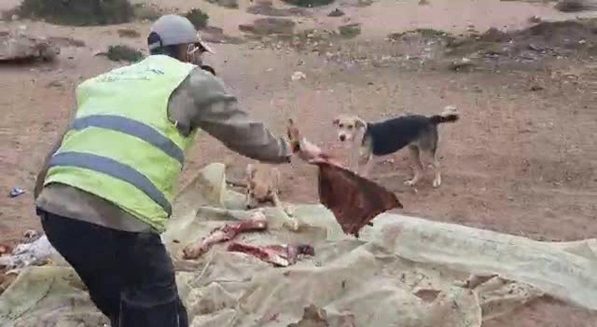 عثور على بقايا أطراف جثة بغال قرب محلات الأكلات السريعة بأكادير والساكنة تطالب السلطات المحلية بالتدخل العاجل