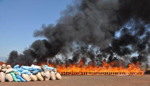 إتلاف حوالي 14 طنا من مخدر الشيرا بالداخلة