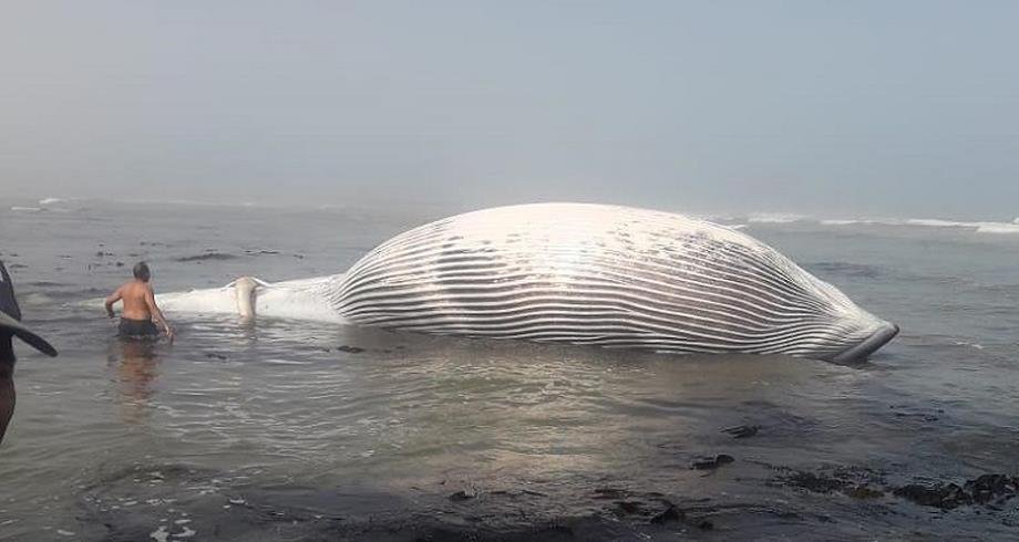 نفوق حوت كبير بأحد شواطئ الوطية بطانطان