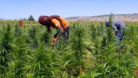المجلس الوزاري يصادق على إحداث الوكالة الوطنية لتقنين الأنشطة المتعلقة بالقنب الهندي