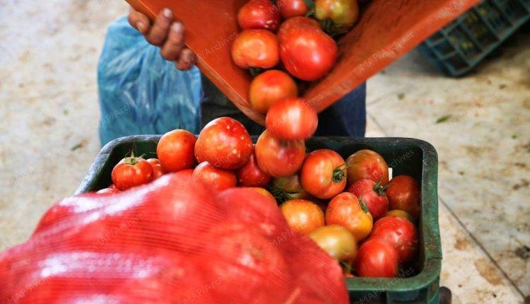 هذا ما قالته ”أونسا” بخصوص المرض النباتي الذي أصاب الطماطم