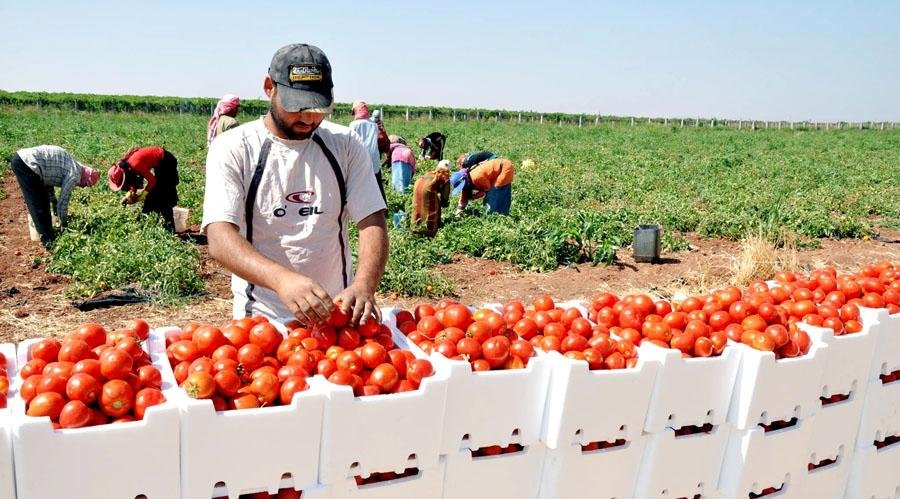 بعائدات تجاوزت 600 مليون أورو.. المغرب يستحوذ على ربع واردات إسبانيا من الخضر والفواكه