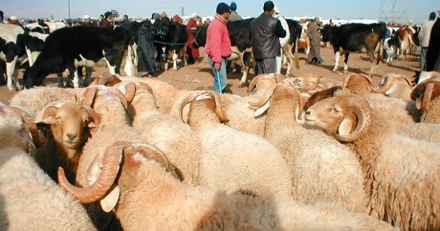 الحكومة تستعد لفرض عقوبات مالية على مربي الماشية الرافضين لترقيم مواشيهم