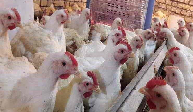 ارتفاع صاروخي في أثمان الدجاج يلهب جيوب المغاربة