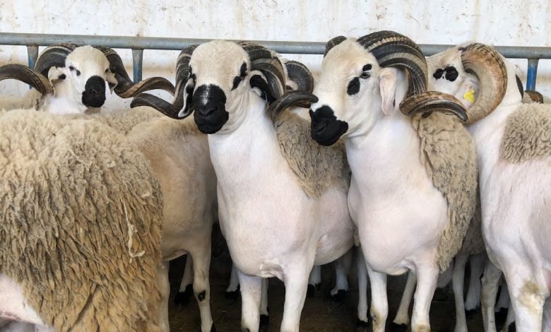 وزارة الفلاحة: قطيع الماشية مُحصن وفي حالة صحية جيدة
