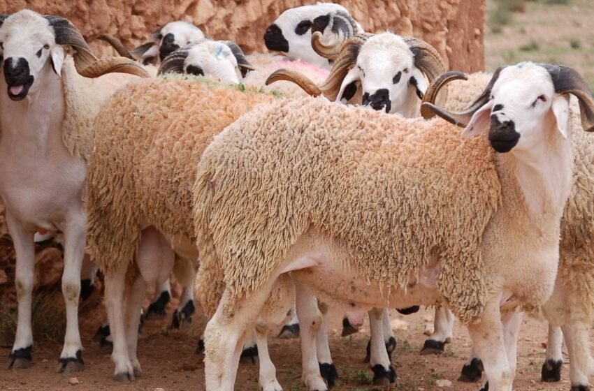 أونسا يواصل حملات تلقيح الماشية لتحصين القطيع الوطني